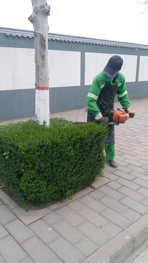 鄠邑绿化养护工作动态